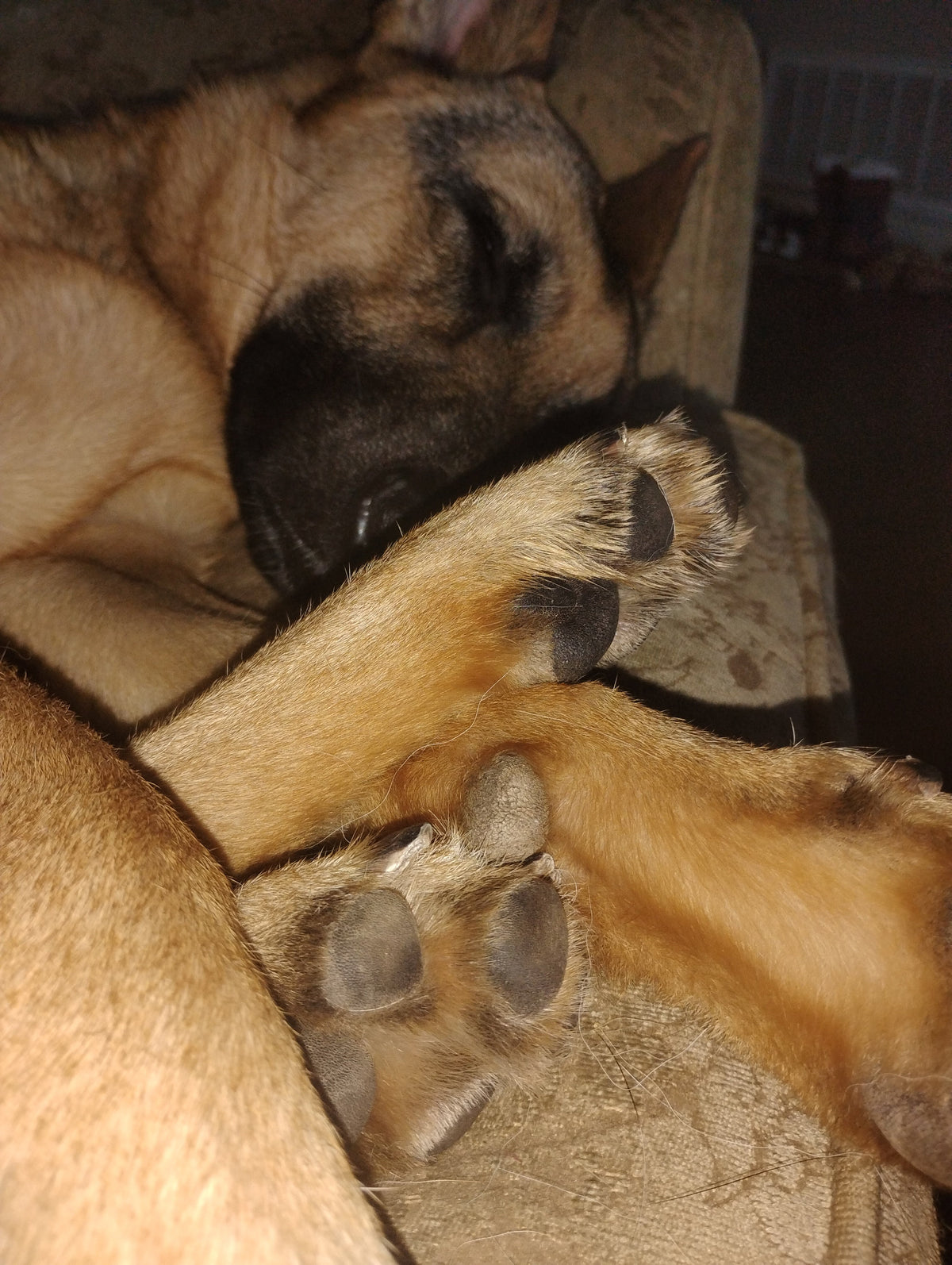 Goose resting beside me at bedtime, the rescue dog who inspired Living Grove’s Story Engine.